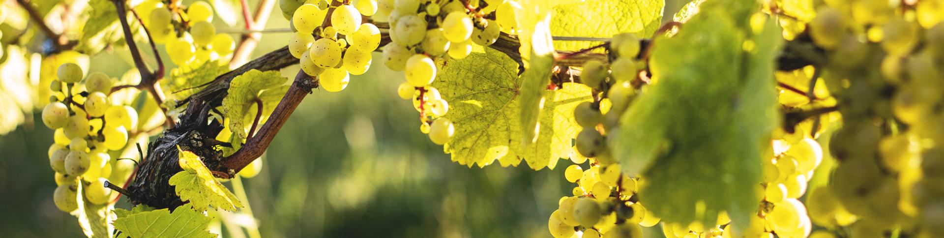 Close up of grapes hanging from its tree.