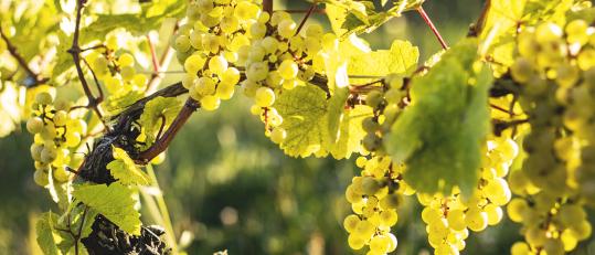 Close up of grapes hanging from its tree.