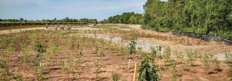 Field with saplings sprouting from the ground.